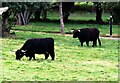 Black highland cattle at Hatchets, Rye Foreign