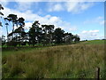 Rough coastal grazing and strip of woodland near Whitelees