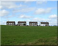 Grazing towards houses on Whitelees Road