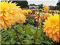 Dahlia beds, Halls of Heddon