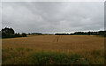 Fields by the River Aln near Peter