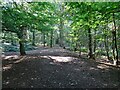 SO8791 : Woodland Path by Gordon Griffiths