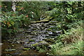 Stream in Combe Park Wood