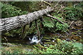 Tree fallen across stream in Combe Park Wood