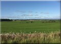 Flat pastures near Rigg