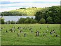 SK2452 : Greylag geese in a ridge and furrow field at Carsington Water by Ian Calderwood