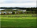 SK2452 : Canada geese in a field at Carsington Water by Ian Calderwood
