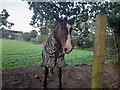 Horse in Woodside Park