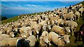 Flock of Sheep on Exmoor