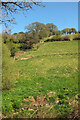SX8154 : Hillside near Mudge's Brake by Derek Harper