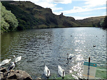 NT2773 : Swans in St Margaret's Loch by Thomas Nugent