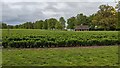 Field, trees and former pavilion (Shobdon)