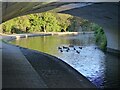 Bend in the Coventry Canal, with ducks