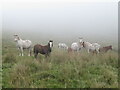 SO0904 : Horses on Mynydd Fochriw by Gareth James