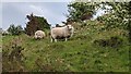 SO0861 : Sheep on Cefnllys Castle by Fabian Musto