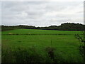 Grazing near Hill of Murdostoun Farm