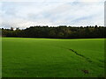 Grazing and woodland, Newmill