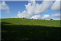 Cattle on Barn Hill