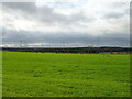 Grazing near Knowton Farm