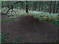 SO3373 : Wood antsâ nest in Bucknell Woods by Andrew Shannon