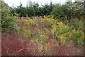 Wild plants by the A505 Royston Bypass