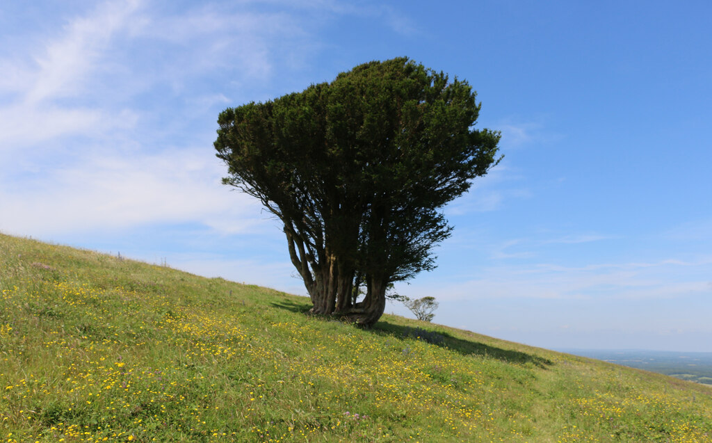 Yew tree on Coombe Hill, East Sussex © Andrew Diack cc-by-sa/2.0 ...