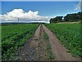 Track through a carrot field on Blaco Hill