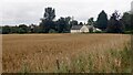 Oats, Greens of Rothes