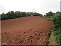 Red earth and Fordton Down Coppice