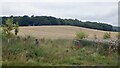 Harvested barley near Craigellachie