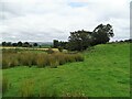 NZ0748 : Marshy field by Robert Graham