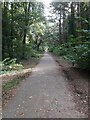 Path through Collington Woods