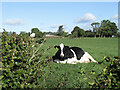 Chewing the cud, North Crookedstone