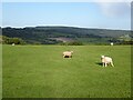 Sheep in a field at Earlswood Common