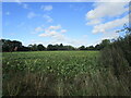 Suagr beet field, South Scarle