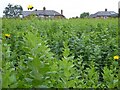 Jerusalem artichoke