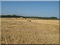 Stubble fields and Dunbar