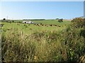 Cows and pasture by Hawhill