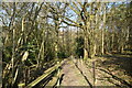 Footpath into the woods