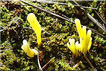 NR8155 : Lichen or Fungus? by Anne Burgess