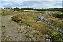 NR7855 : Kintyre Way by Anne Burgess