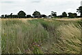 Drainage ditch near Rye Marsh Farm