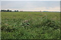 Crop field by Burnt Fen Turnpike