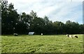 Sheep grazing near the Illington Road