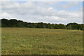 SU7787 : Grassy field by N Chadwick