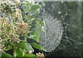 Ivy flowers and a spider