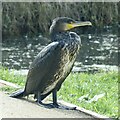 ST2788 : An obliging cormorant, Fourteen Locks, Newport by Robin Drayton