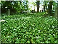 Ramsons in old St Matthew