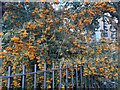 Yellow berries on St Ann