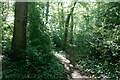 A narrow path in the woods in Grovelands Park, Winchmore Hill